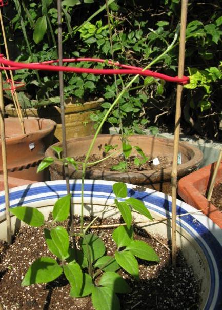 �����ֳ�����Щ