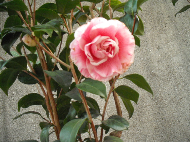 DSCF0175.jpg