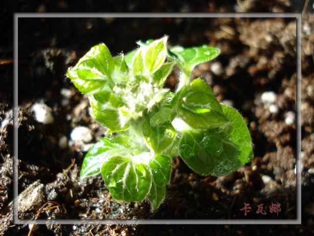 �����Ȱ������ֵģ�����ɰ���