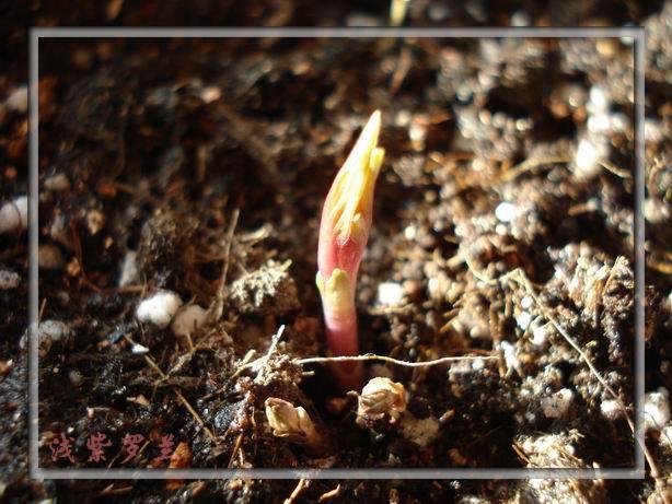 ǳ��������Ȼû������������Ҳ�����㣬һ֧����