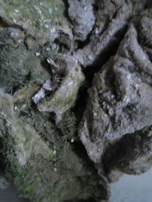 IMG_5773.JPG