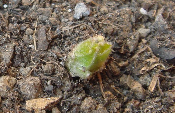 ��Kir Te Kanawa������  12��25.JPG