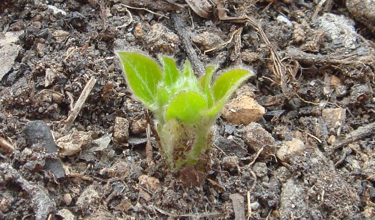 12��31��   ��Kir Te Kanawa������.JPG