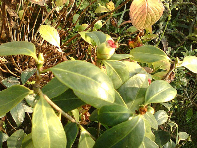 img082.jpg