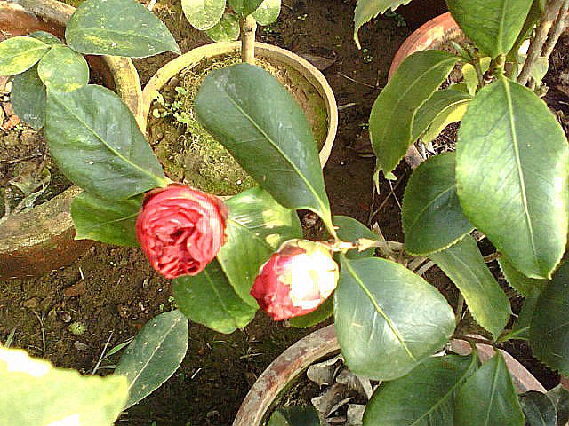 img085.jpg
