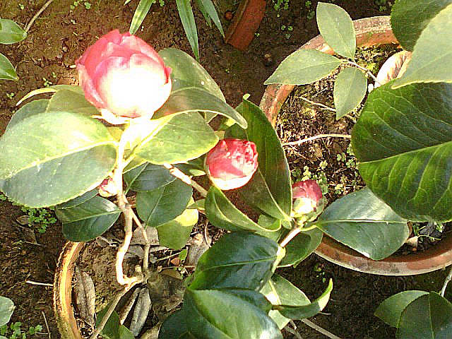 img087.jpg