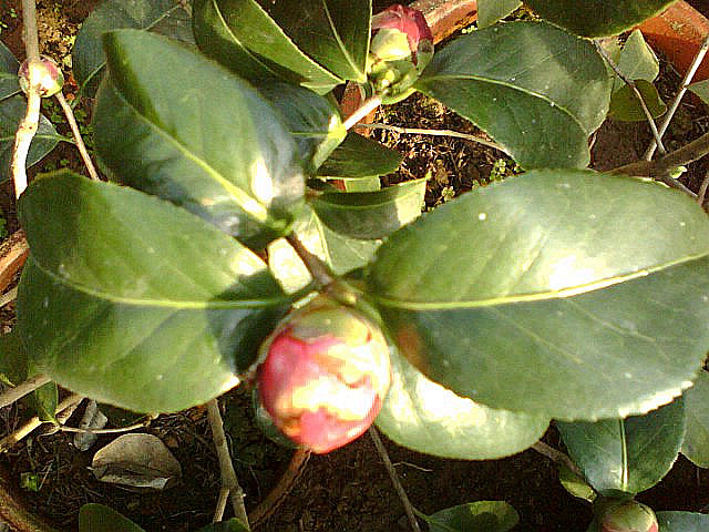 img088.jpg