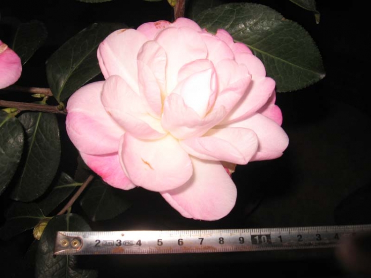 ��Ƭ 081.jpg