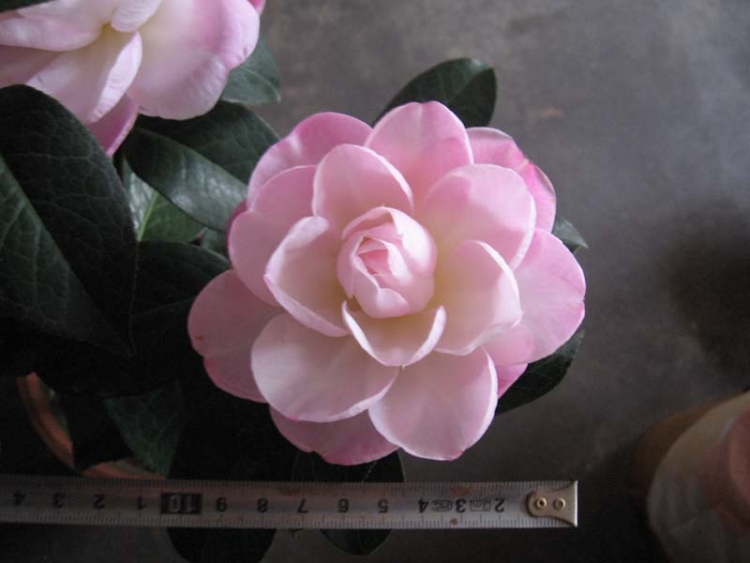 ��Ƭ 085.jpg