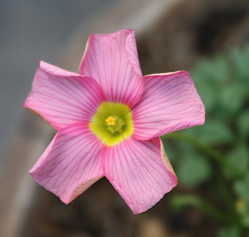 comosa spring charm pink.jpg