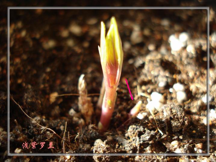 Ӧ������������