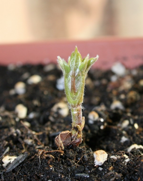 07 2009��1��2�� ҶƬչ��.jpg