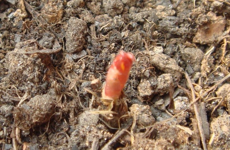 HPRINCESS DIANA������ 3  12��25.JPG