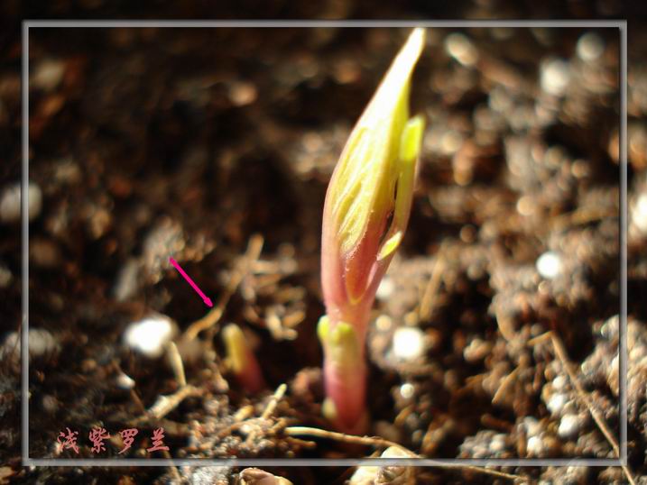 ������С DSC05828.JPG