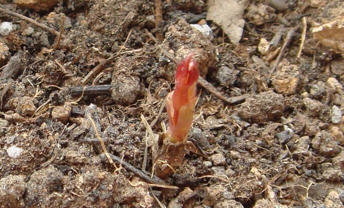 12��31��   PRINCESS DIANA������.JPG