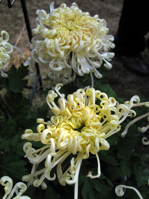IMG_1517-1.JPG