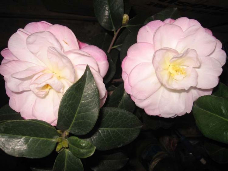 ���ǽ���ȫ�������ӣ�����Ҷ�ӣ���Ұ��ҿ���