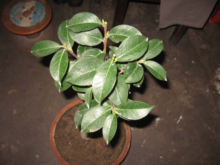 �����Ҽ���һ�������Ϲ����Ƭ��Ҷ����һ����