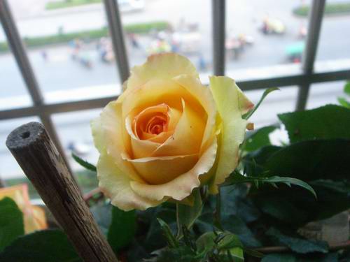 DSC07920.JPG