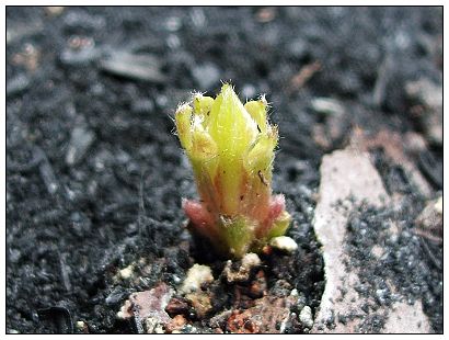 �ſ�һ��С���ӵ�Andromeda��