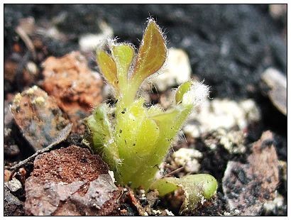 ����ëƤ���µ�Ů������Kanawa��