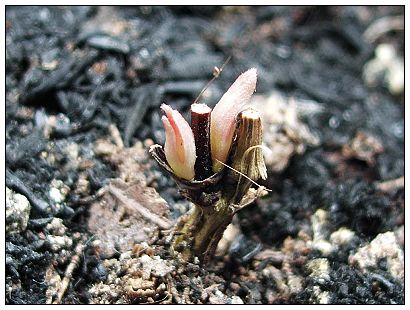 ��Ȼ�۷۵Ĺ�����Diana��