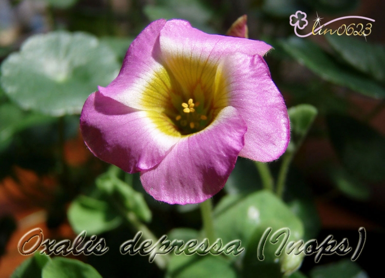 Oxalis depressa (Inops).JPG