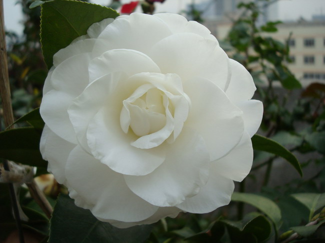 DSC03755.JPG