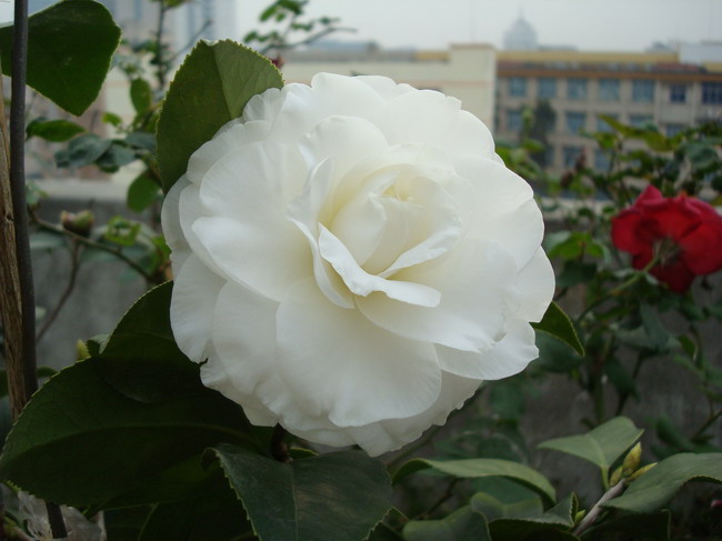 DSC03754.JPG