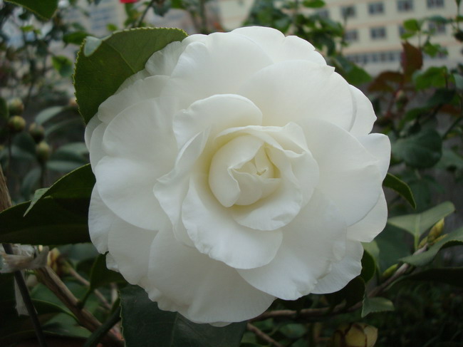 DSC03756.JPG