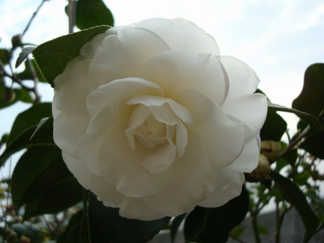 DSC03757.JPG