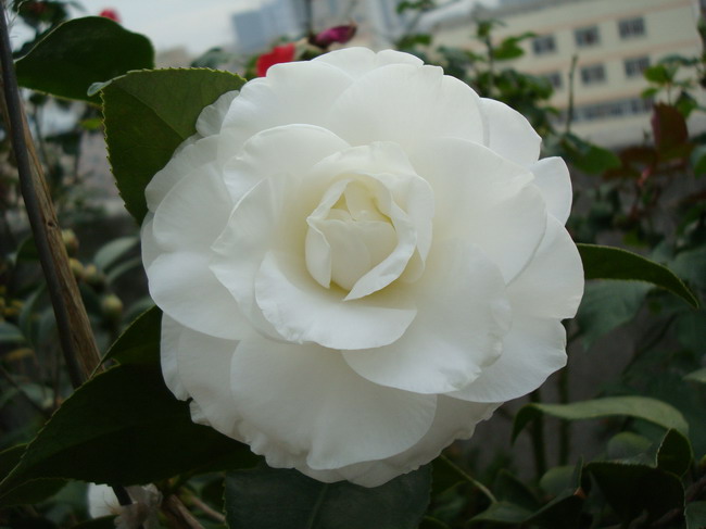 DSC03753.JPG