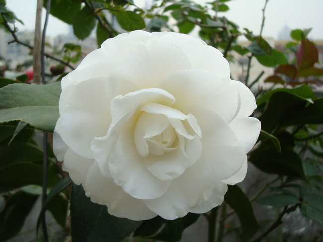 DSC03762.JPG