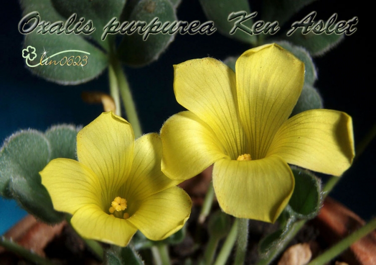 Oxalis purpurea Ken Aslet.JPG