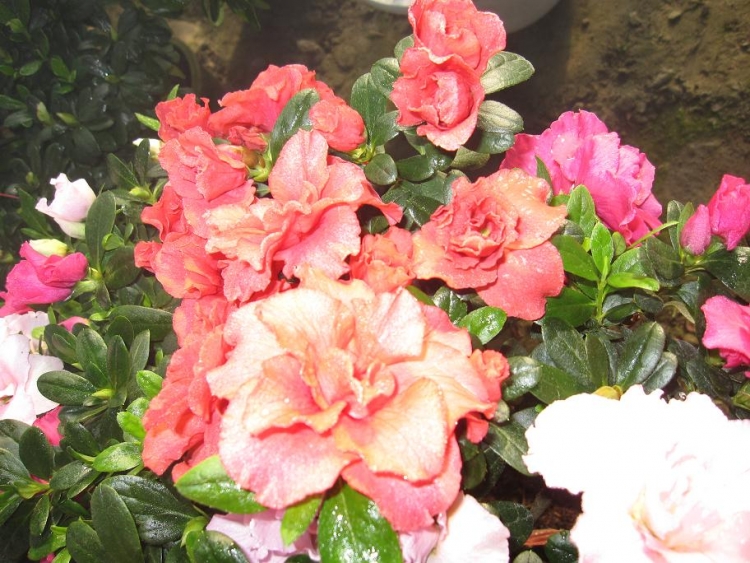 ���� IMG_1845.jpg