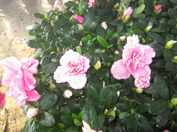 ���� IMG_1842.jpg