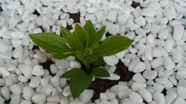 ʮ��ʱ������