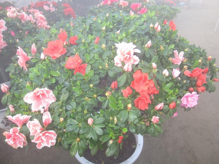 ���� IMG_1822.jpg