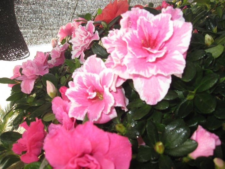 ���� IMG_1847.jpg