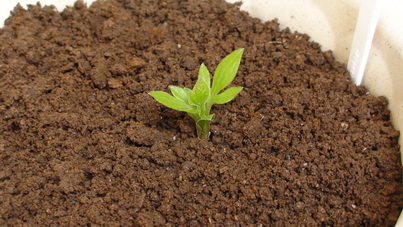 ����ʱ������