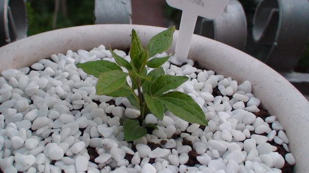 ʮ����ʱ������