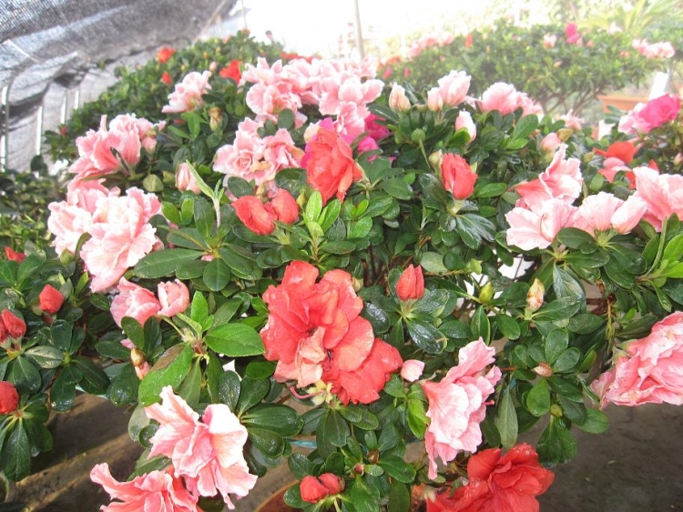 ���� IMG_1850.jpg