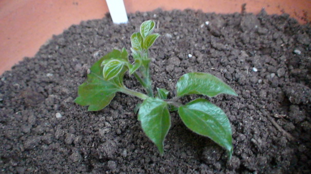 ʮ����ʱ������(1-2��)