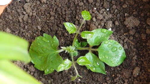 ʮ����ʱ���ӵ�Ч�������ÿ���찡����Լ7-8cm�߰�.(1-5��)