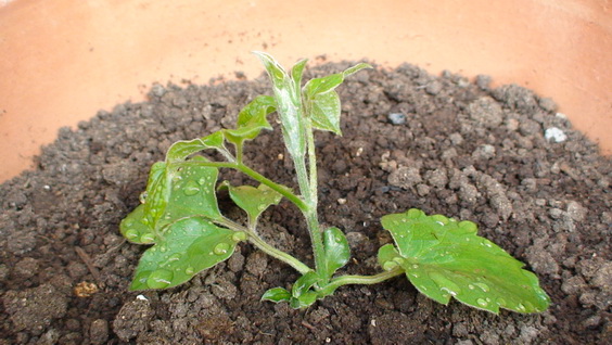 ʮ����ʱ�Ӳ��濴������(1-5��)