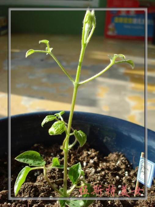 ��Ů��Ȼ���������������