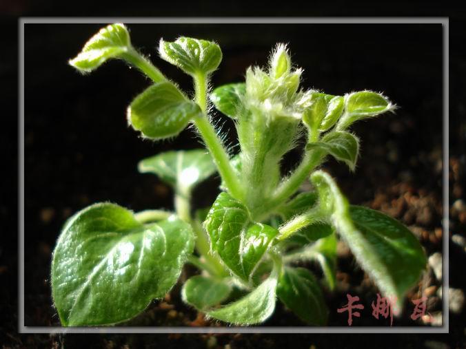 ������Ҳ��ʼ��������