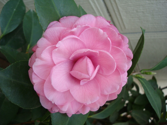 DSC03925.JPG