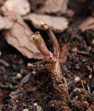 ������С 1226-2a.jpg