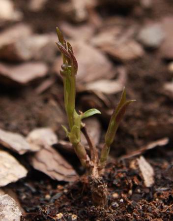 ������С 1230a.jpg